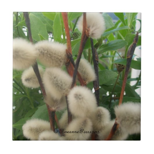 Tegel (PussyWillowsInLeaves) RFPMDesign ©️ 2012 Tegeltje (Voorkant)