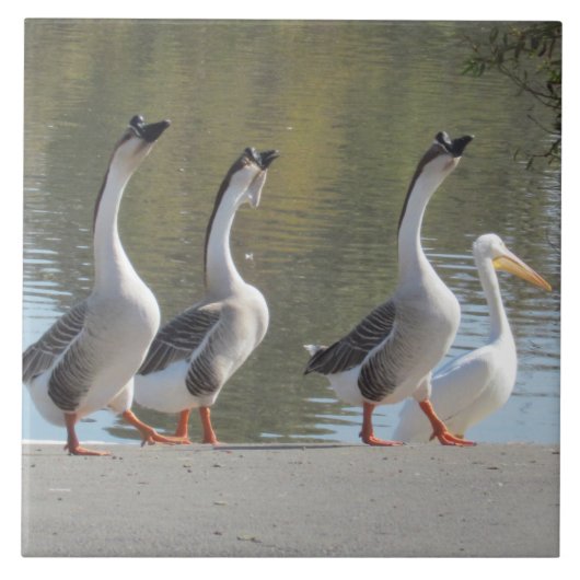 Tegel - rolganzen tegeltje (Voorkant)