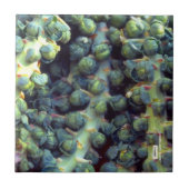 Tegel Tegeltje (Voorkant)