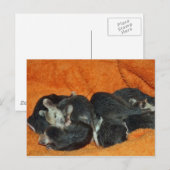 Tegel van Baby Opossum Briefkaart (Voorkant / Achterkant)