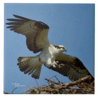 Tegel van de Osprey- voor het vliegen met de henge Tegeltje