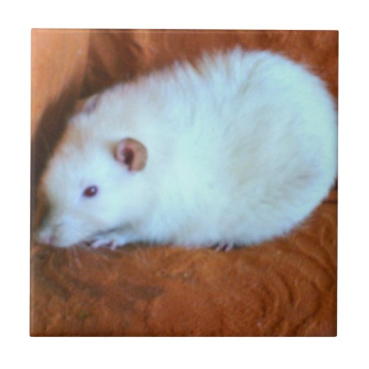 Tegel van de Rat van de sneeuwbal de Witte Tegeltje (Voorkant)