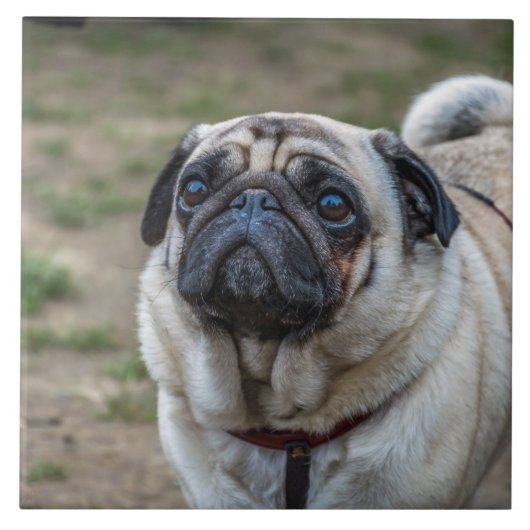Tegel van honden tegeltje (Voorkant)