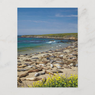 Tegel van olifantenzegels briefkaart