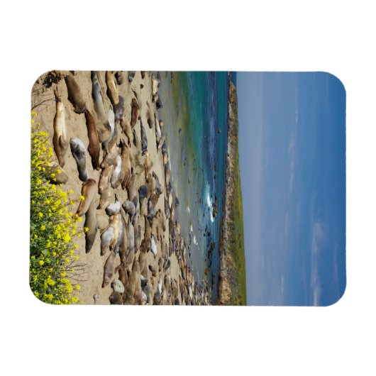 Tegel van olifantenzegels magneet (Horizontaal)