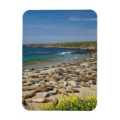 Tegel van olifantenzegels magneet (Verticaal)