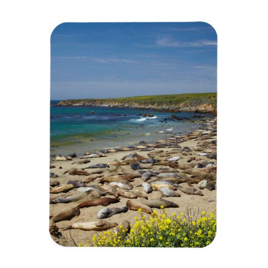 Tegel van olifantenzegels magneet (Verticaal)