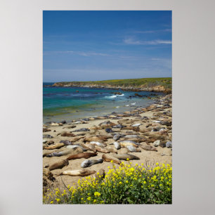 Tegel van olifantenzegels poster