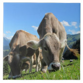 Tegel voor grazende Koe Tegeltje (Voorkant)