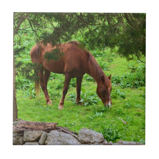 Tegel voor paardengrazing tegeltje (Voorkant)