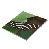 Tegel voor Zebra-langwerpvlinder Tegeltje (Zijkant)