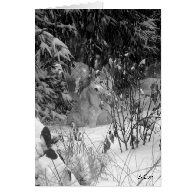Tegen de sneeuw, S Cyr (Voorkant)