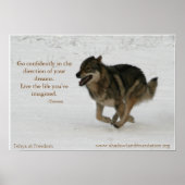 Tehya bij Freedom Wolflection Poster (Voorkant)