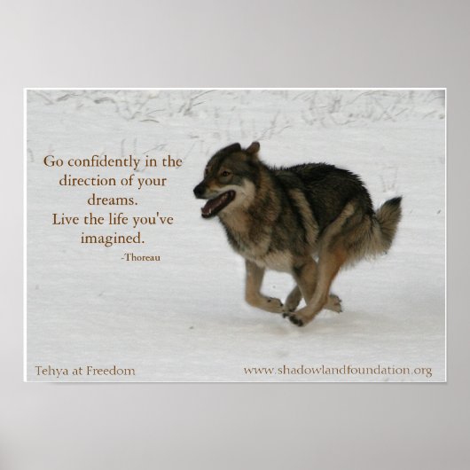 Tehya bij Freedom Wolflection Poster (Voorkant)