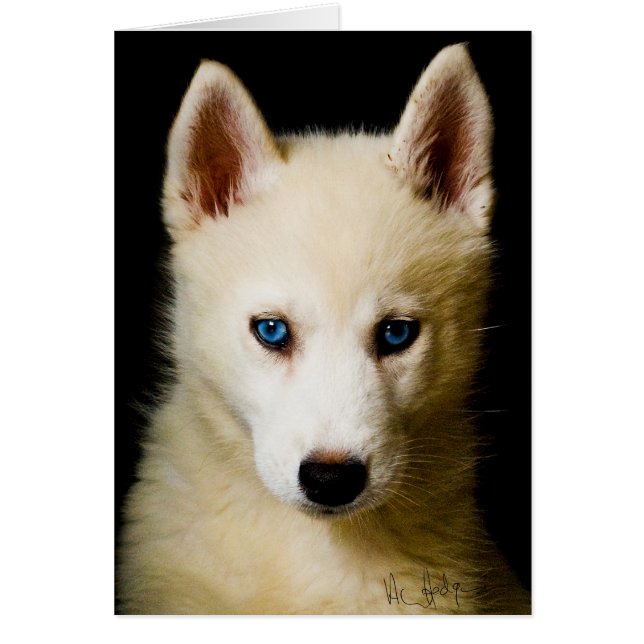 Tehya - Siberian Husky (Voorkant)
