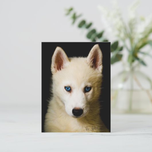 Tehya - Siberian Husky Briefkaart (Staand voorkant)