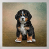 Teken puppy Bernese Mountain Dog Poster (Voorkant)