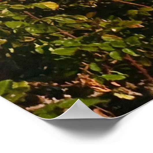 Teken roos Garden en Roos Bowl op stadion Poster (Hoek)