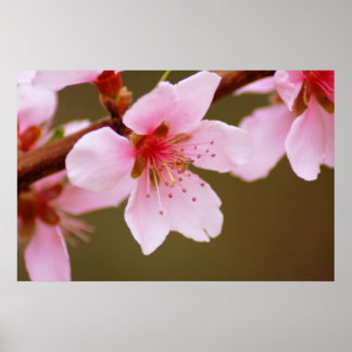 teken van de lentafdruk poster