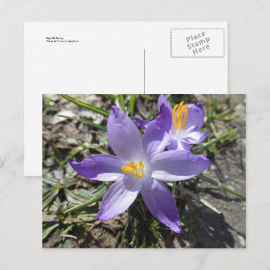 teken van de lente briefkaart (Voorkant / Achterkant)