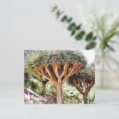 Tekenen Bloedbomen Briefkaart (Staand voorkant)