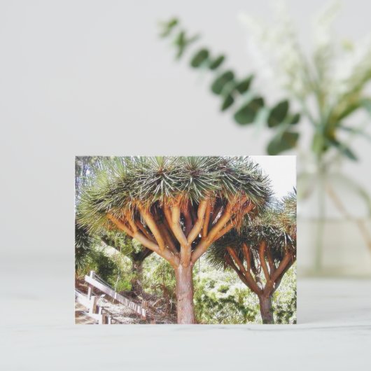 Tekenen Bloedbomen Briefkaart (Staand voorkant)