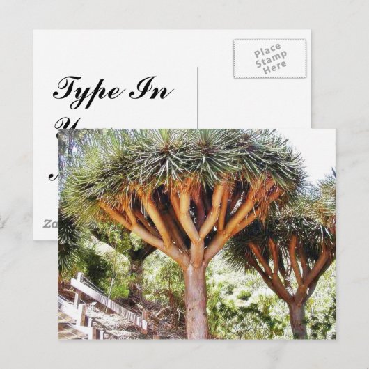 Tekenen Bloedbomen Briefkaart (Voorkant / Achterkant)