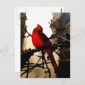 Tekenen van de lente briefkaart (Voorkant / Achterkant)