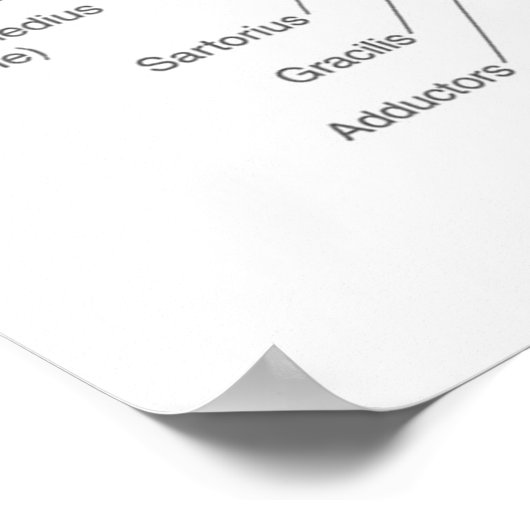 Tekenen van het vierkant - Spierdiagram - Anatomie Poster (Hoek)