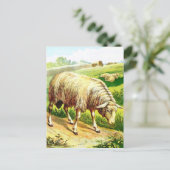 tekening: De schapen Briefkaart (Staand voorkant)