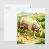 tekening: De schapen Briefkaart (Voorkant / Achterkant)
