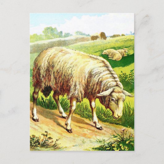tekening: De schapen Briefkaart (Voorkant)