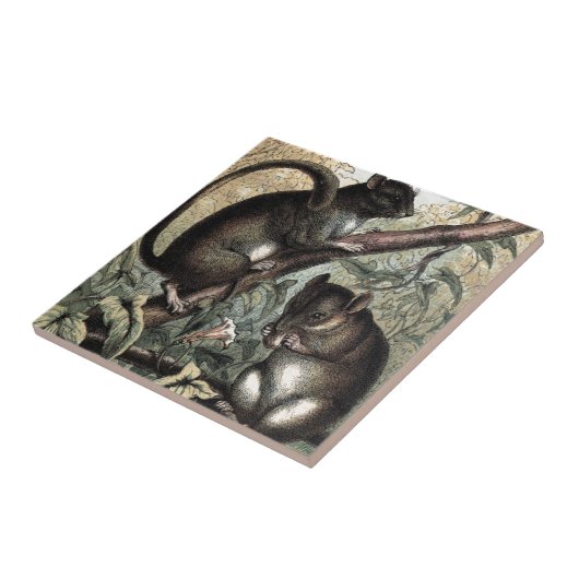  tekening: De slaapmuis Tegeltje (Zijkant)