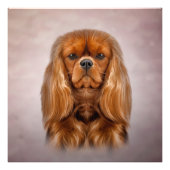 Tekening Dog Cavalier King Charles Spaniel Foto Afdruk (Voorkant)