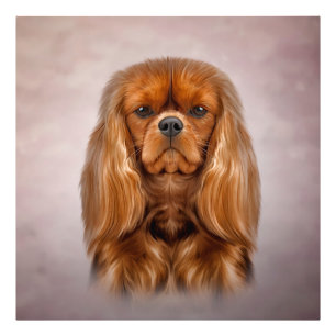 Tekening Dog Cavalier King Charles Spaniel Foto Afdruk