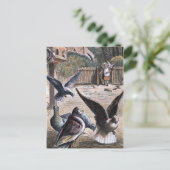 tekening: Drager Pidgeons Briefkaart (Staand voorkant)