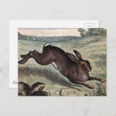  tekening: Het runnen van Hare op een Gebied Briefkaart (Voorkant / Achterkant)