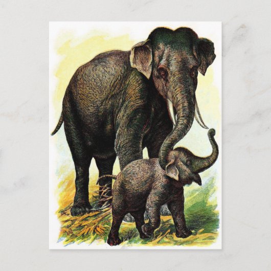  tekening: Moeder Elephant met Calf Briefkaart (Voorkant)