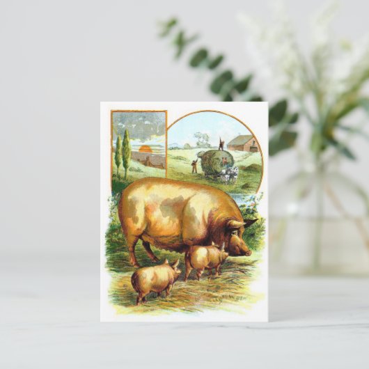  tekening: Moeder Varken met biggen Briefkaart (Staand voorkant)