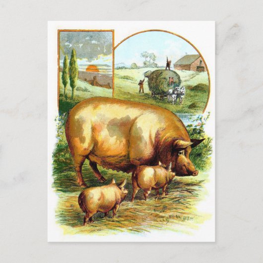 tekening: Moeder Varken met biggen Briefkaart (Voorkant)
