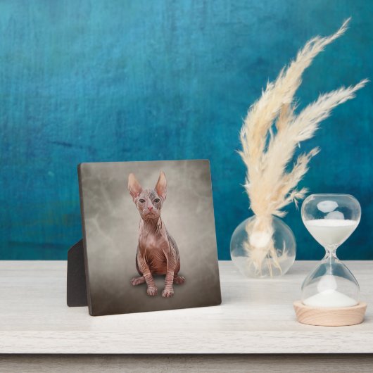 Tekening Sphynx kitten Fotoplaat (Insitu)