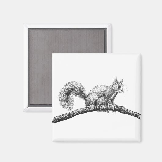 Tekening van de eekhoorn magneet (Voorkant / Achterkant)