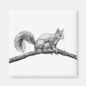 Tekening van de eekhoorn magneet (Voorkant)