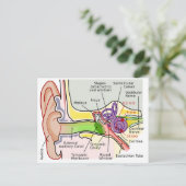 Tekening van de frequentie van de menselijke oor-c briefkaart (Staand voorkant)