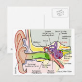 Tekening van de frequentie van de menselijke oor-c briefkaart (Voorkant / Achterkant)