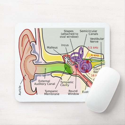 Tekening van de frequentie van de menselijke oor-c muismat (Met muis)