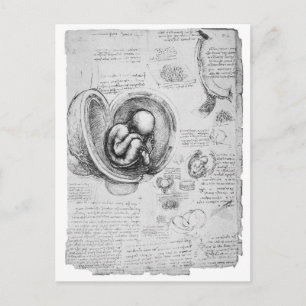 tekening van een foetus in de baarmoeder 1 briefkaart