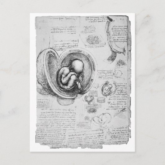 tekening van een foetus in de baarmoeder 1 briefkaart (Voorkant)