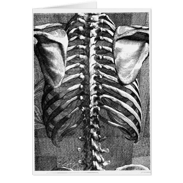  tekening van een wervelkolom en ribbenkast (Voorkant)