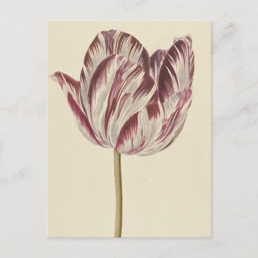 tekening van een witte en rode lip briefkaart (Voorkant)